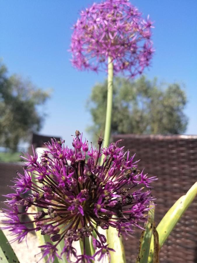 Agriturismo Podere Verdicchio สคานซาโน ภายนอก รูปภาพ